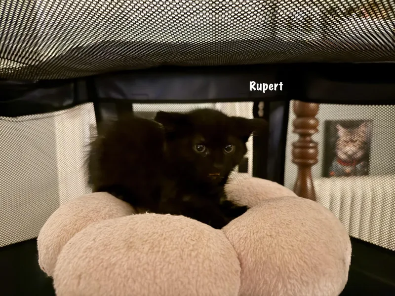 A baby medium-sized male Black Domestic Short Hair cat named Rupert for adoption in East Hartford , CT