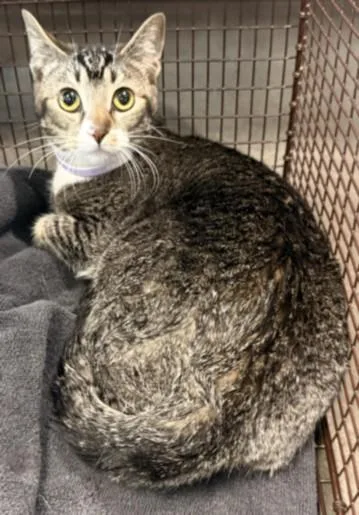 A young medium-sized male Domestic Short Hair cat named Maverick for adoption in Chatsworth, CA