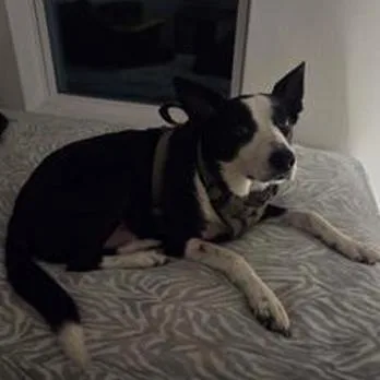 An adult medium-sized male Border Collie dog named Mack for adoption in Dallas, TX