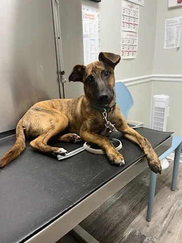 A young small-sized female Mixed Breed dog named Stella for adoption in Freehold, NJ