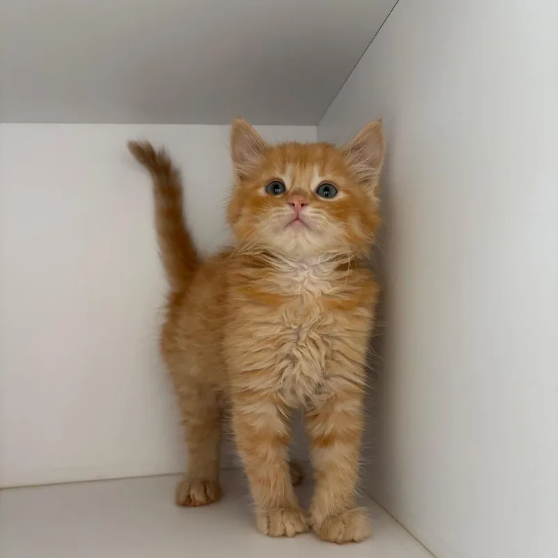 A baby small-sized male Orange / Red Domestic Medium Hair cat named Dip for adoption in Kanab, UT