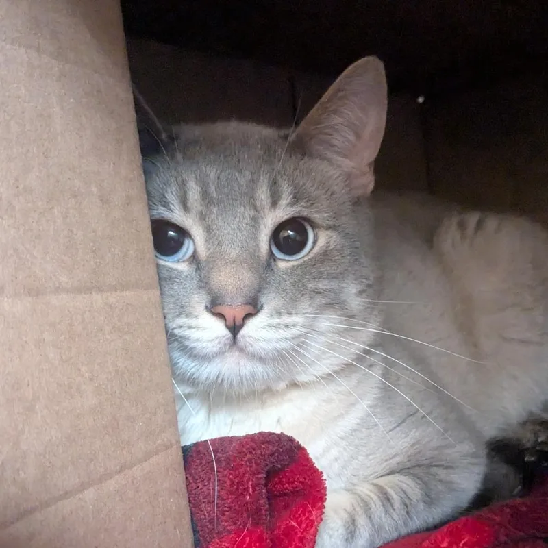 An adult large-sized male White Siamese cat named Casper for adoption in Providence, RI