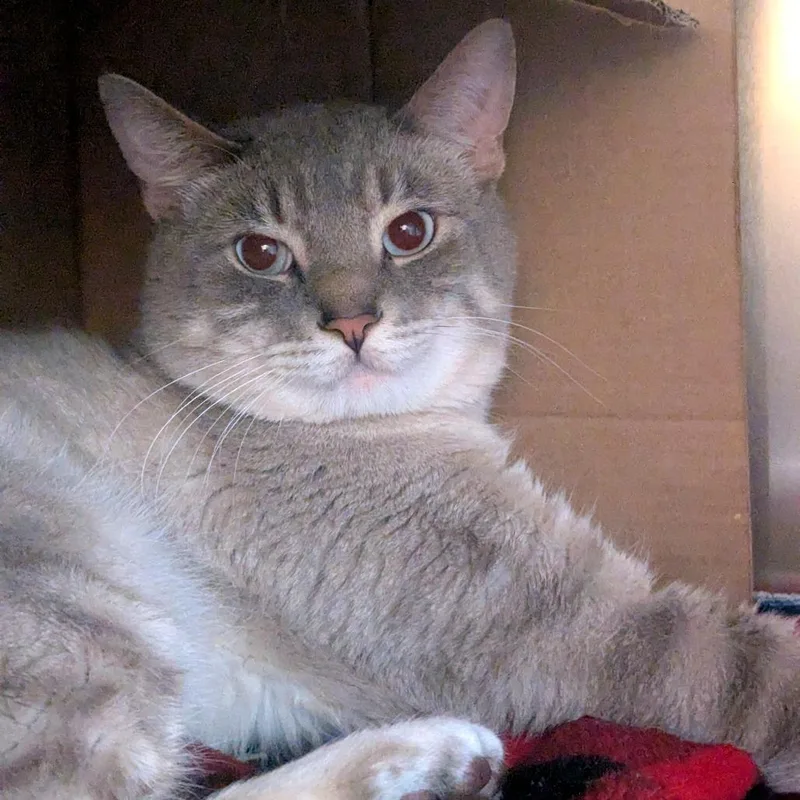 Casper thumbnail 3
