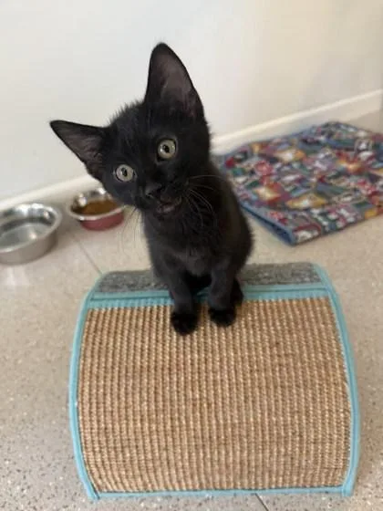 A baby small-sized female Domestic Short Hair cat named Melany for adoption in Winona, MN