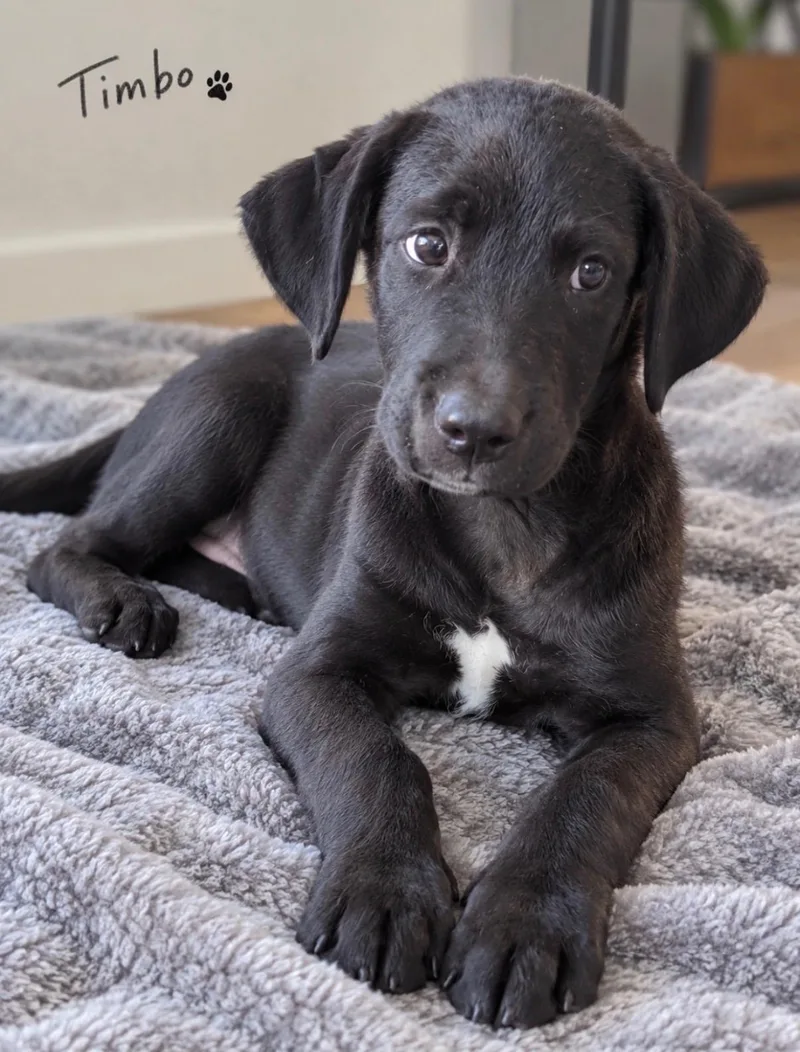 A baby medium-sized male Retriever dog named Timbo for adoption in Pawleys Island, SC