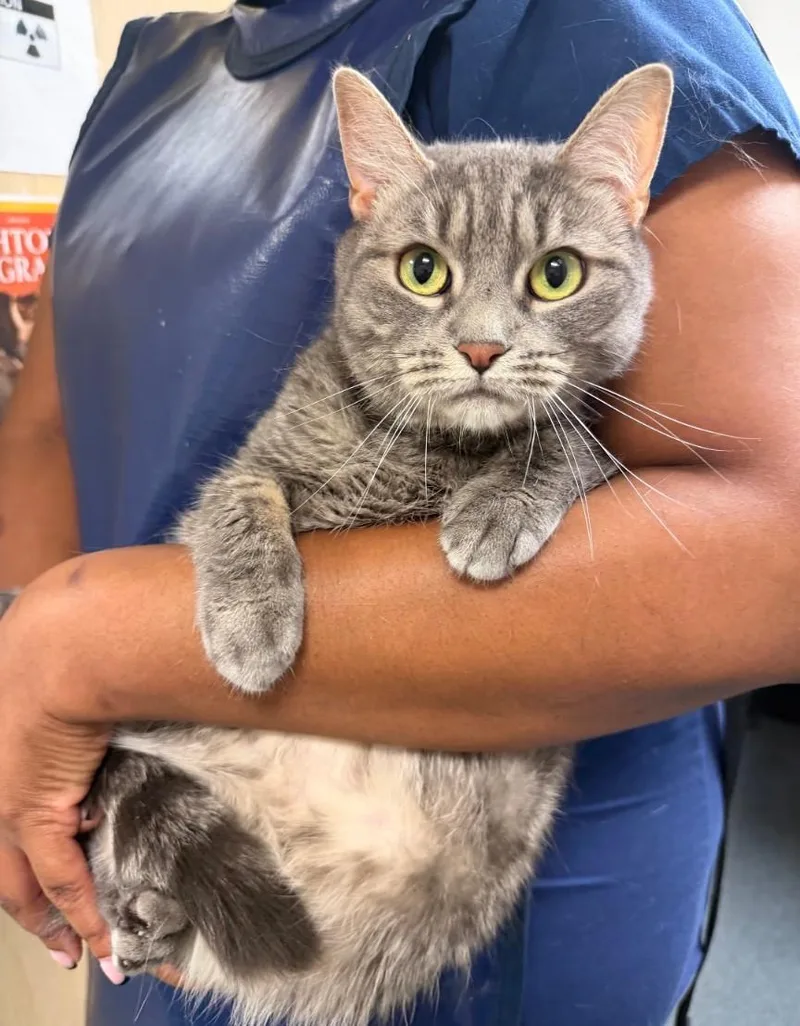 An adult medium-sized female Gray / Blue / Silver Domestic Short Hair cat named Moro for adoption in Philadelphia, PA