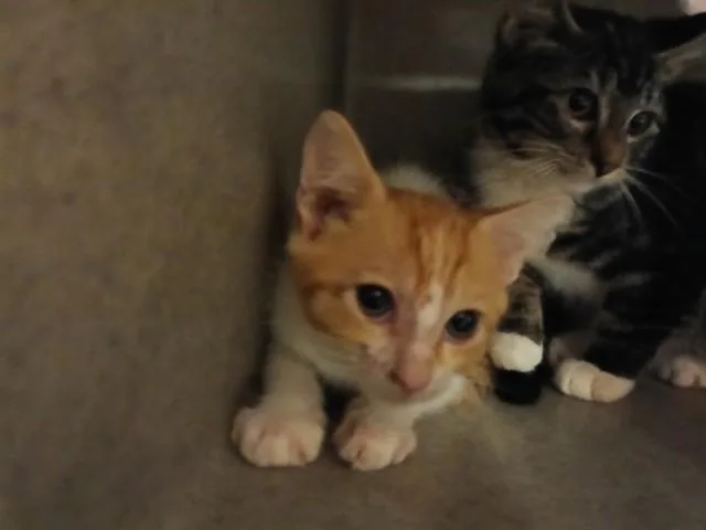 A baby medium-sized female Domestic Short Hair cat named Rayna for adoption in Downey, CA