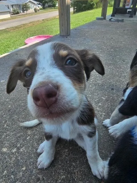 Puppy