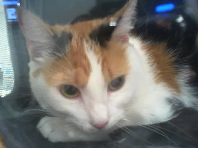 A young small-sized female Domestic Short Hair cat named Kairi for adoption in Charlotte, NC
