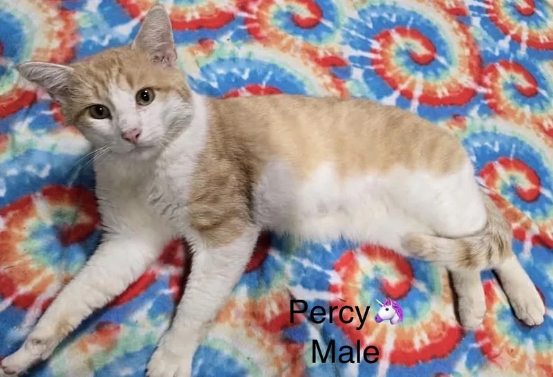 Percy