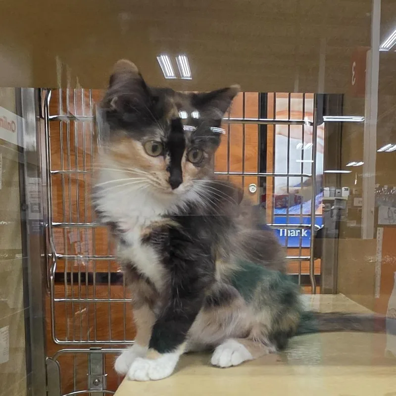 A baby small-sized female Domestic Long Hair cat named Savannah for adoption in Canton, NC