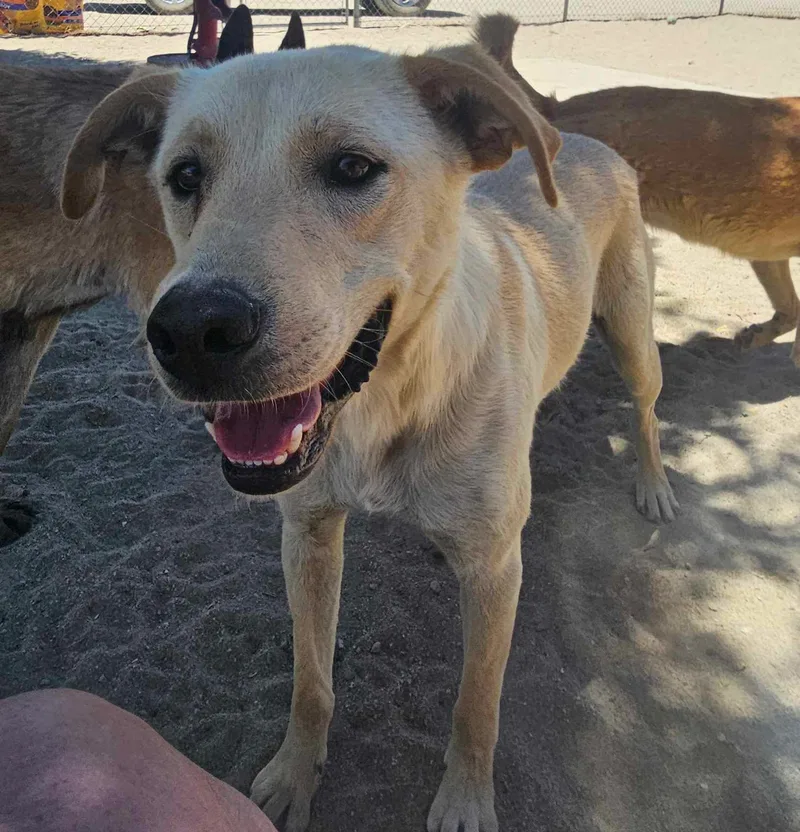 A young medium-sized male Apricot / Beige Labrador Retriever dog named Ferris for adoption in Wrightwood, CA