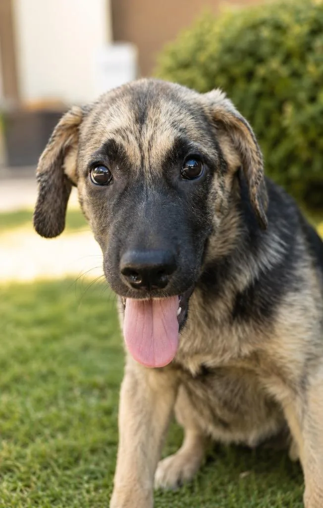 A baby extra large-sized male Hound dog named Jacque for adoption in North Syracuse, NY