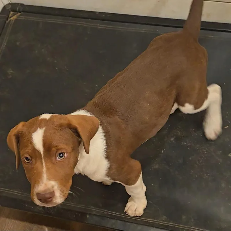 A baby medium-sized male Black Australian Shepherd dog named Mountain Dew for adoption in Brownsboro, AL