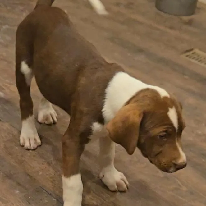 Mountain Dew thumbnail 2