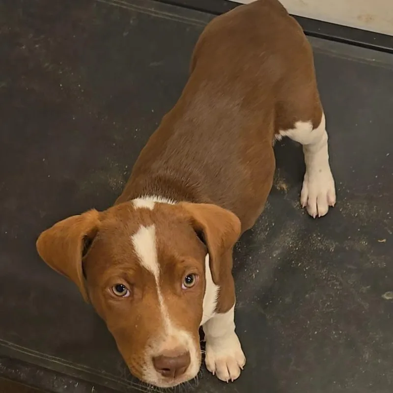 Mountain Dew thumbnail 3