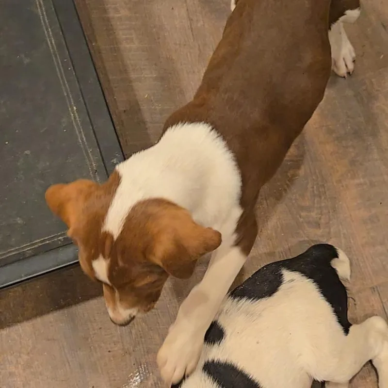 Mountain Dew thumbnail 4