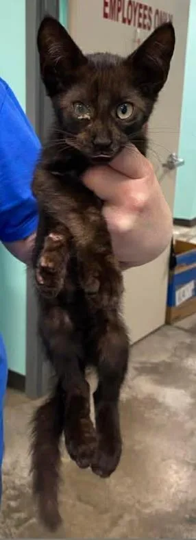 A baby small-sized male Domestic Short Hair cat named Knight for adoption in Lampasas, TX