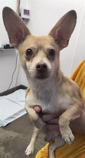 A young small-sized male Chihuahua dog named Lawerence for adoption in Tucson, AZ