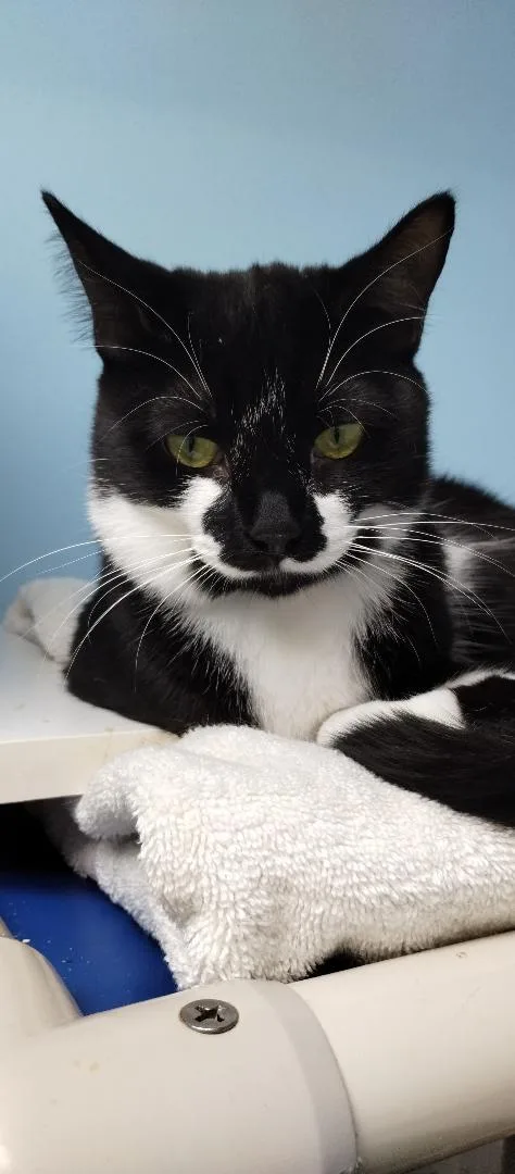 An adult medium-sized female Domestic Short Hair cat named Susie Center for adoption in Oakland Park, FL