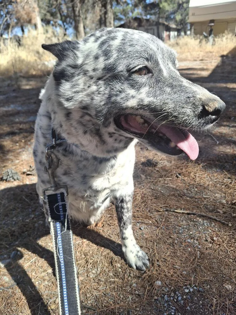 An adult medium-sized male Australian Cattle Dog / Blue Heeler dog named Phoenix for adoption in Pahrump, NV