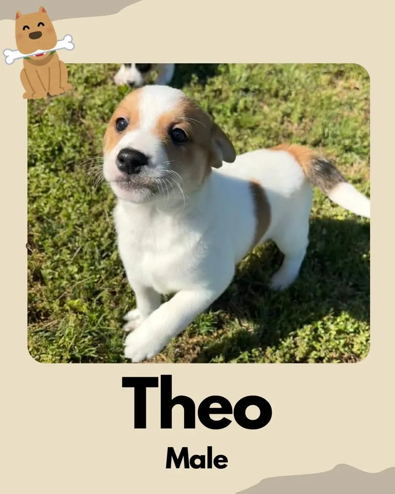 Theo