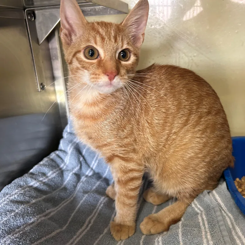 A young medium-sized male Orange & White Domestic Short Hair cat named Oliver for adoption in Margate, FL