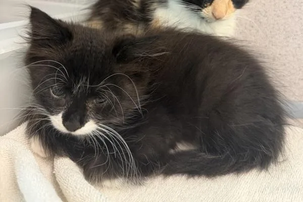 A baby small-sized female Domestic Medium Hair cat named Bunny for adoption in Stratham, NH