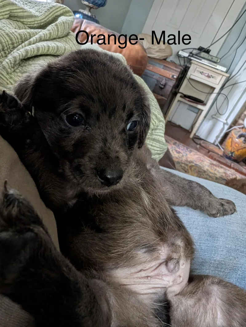 A baby medium-sized male Black Airedale Terrier dog named Puppies  Male Airedale for adoption in Charlotte, NC