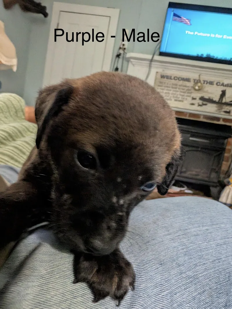 Puppies  Male Airedale thumbnail 2