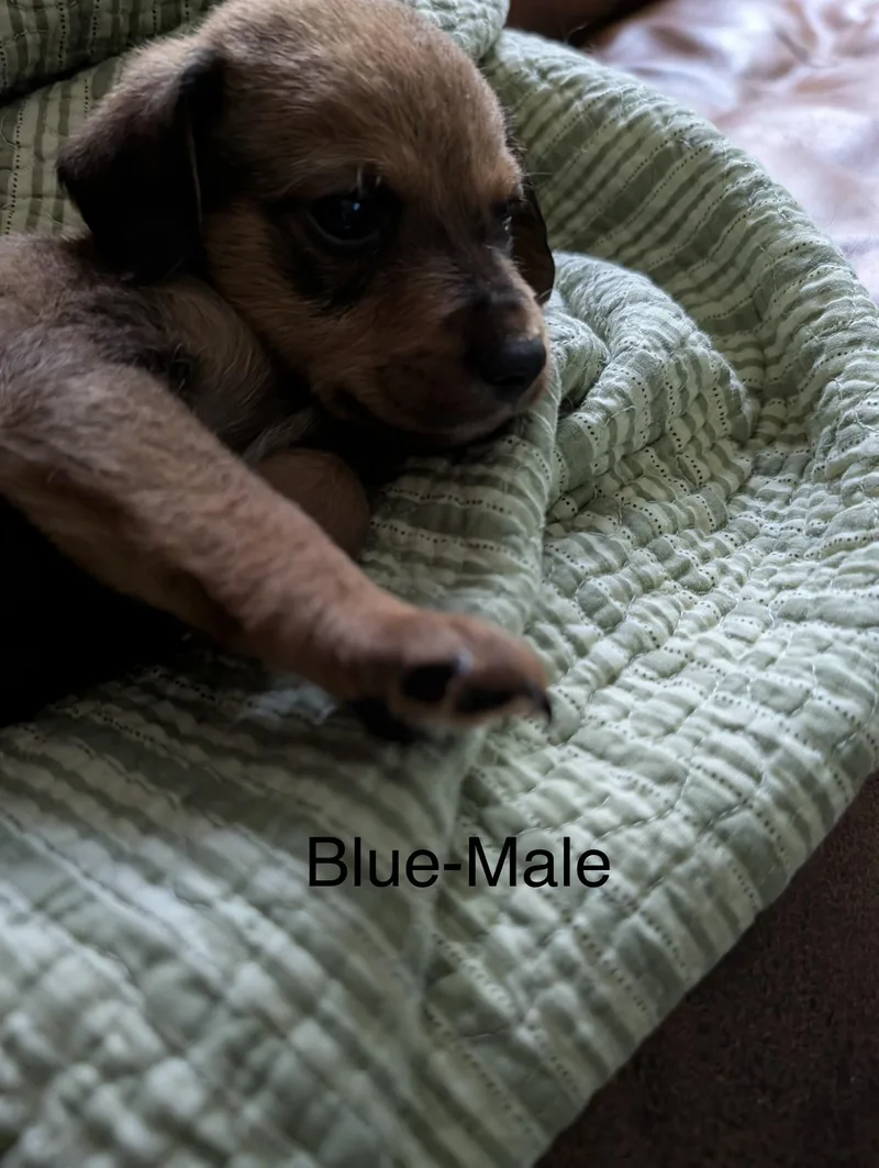 Puppies  Male Airedale thumbnail 3