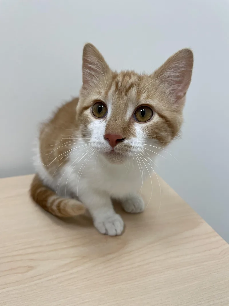 A young medium-sized male Domestic Short Hair cat named Mango Slushie for adoption in Denver, CO