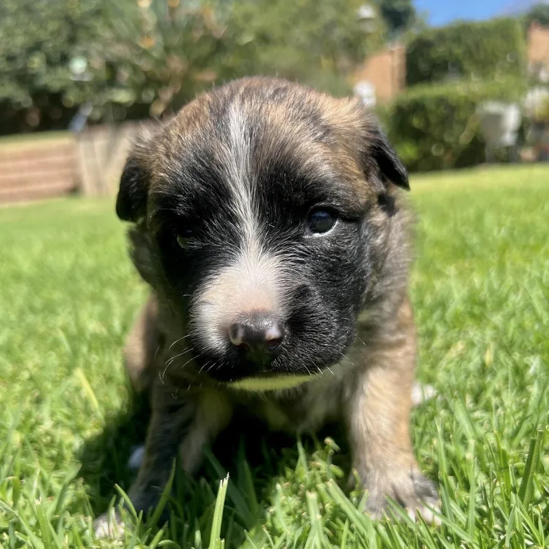 A baby small-sized female Brindle Mixed Breed dog named Scrabble for adoption in San Diego, CA