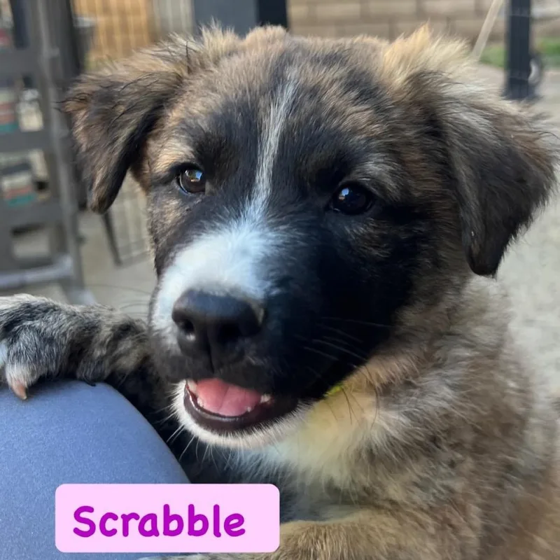 Scrabble thumbnail 2