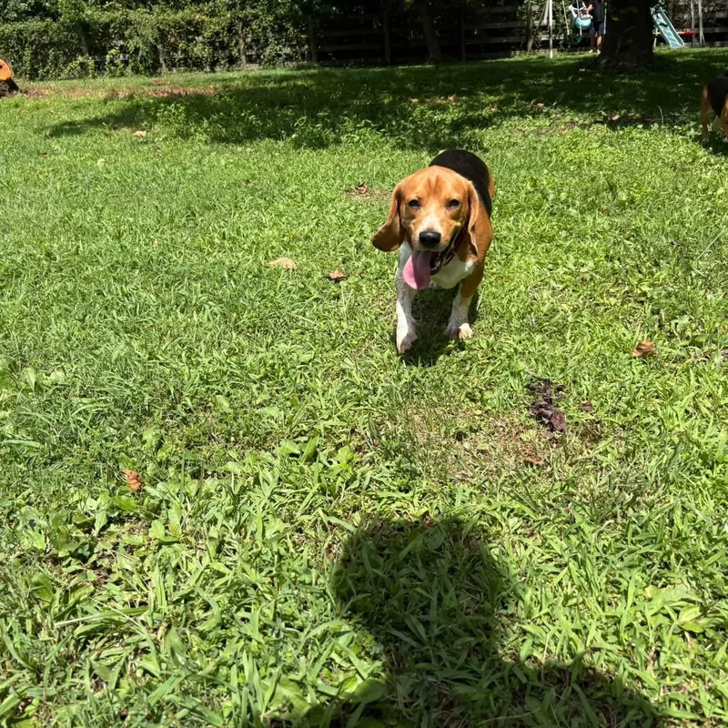A young medium-sized male Beagle dog named Drake for adoption in Salisbury, MD