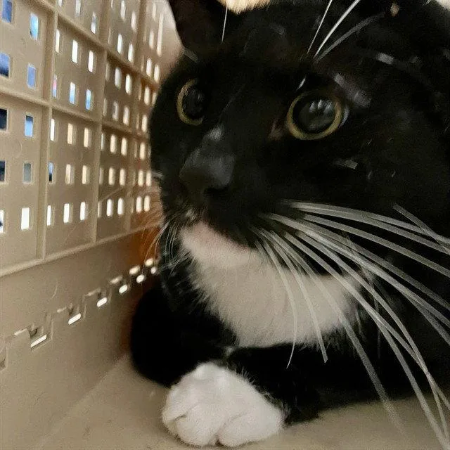 An adult large-sized male Black & White / Tuxedo Domestic Short Hair cat named Pepe Le Peu for adoption in Tavares, FL