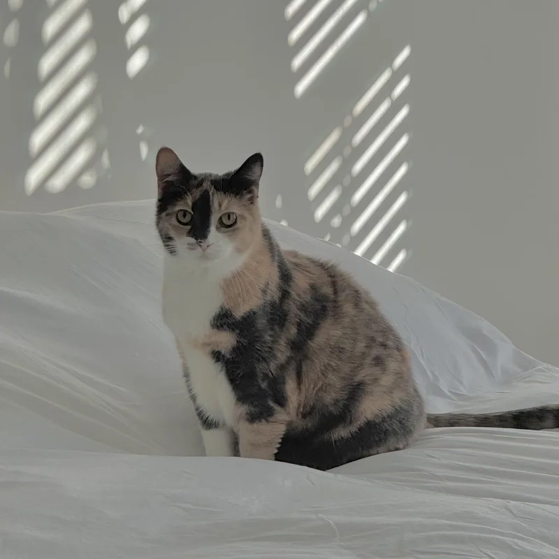 Callie thumbnail 2