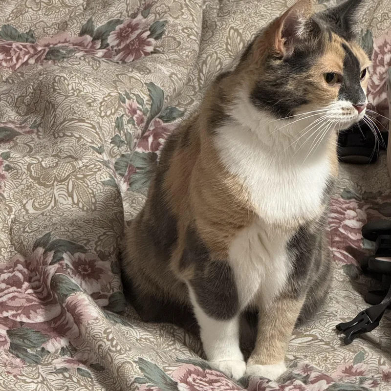 Callie thumbnail 5