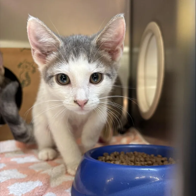 A baby small-sized female White Domestic Short Hair cat named Bichon Frise for adoption in Baltimore, MD