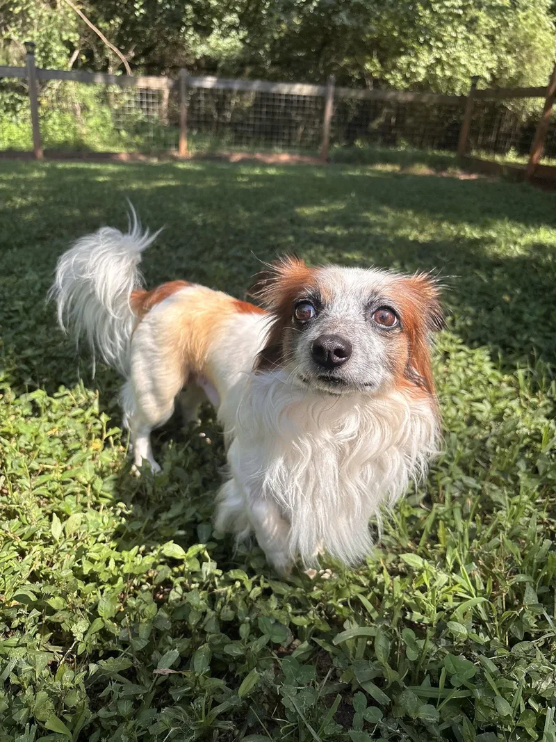 An adult small-sized male Chihuahua dog named Novak Jul for adoption in Pacolet, SC