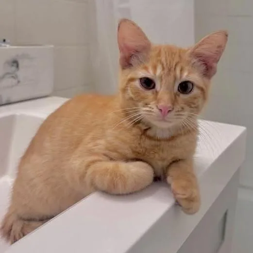 A baby small-sized male Domestic Short Hair cat named Cheddar for adoption in Chicago, IL