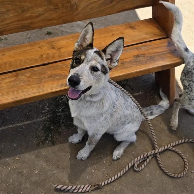 A young small-sized male Australian Cattle Dog / Blue Heeler dog named Jaron for adoption in Long Beach, CA