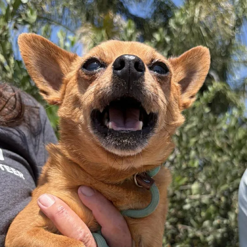 A senior small-sized male Yellow / Tan / Blond / Fawn Chihuahua dog named Jabarkus for adoption in Ramona, CA