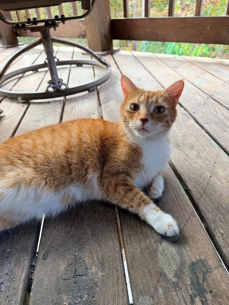 A young medium-sized male Domestic Short Hair cat named Cletus for adoption in Bloomington, IN