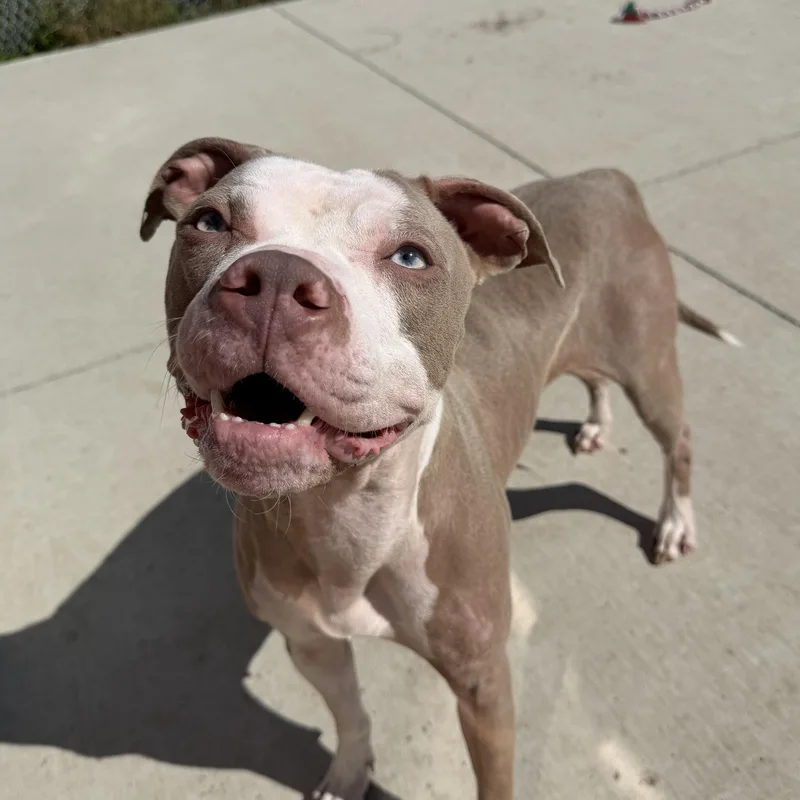 A young medium-sized female Apricot / Beige Pit Bull Terrier dog named Rose for adoption in Spencer, IA