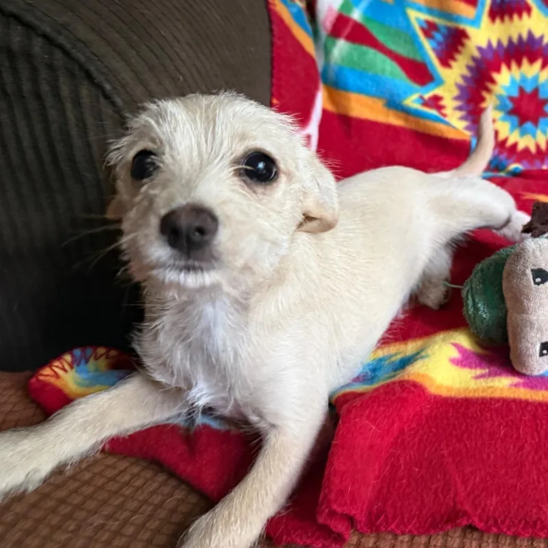 Cassady ~ Cat Friendly thumbnail 2