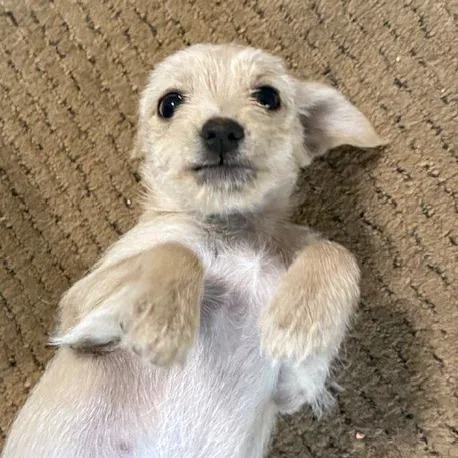 Cassady ~ Cat Friendly thumbnail 3