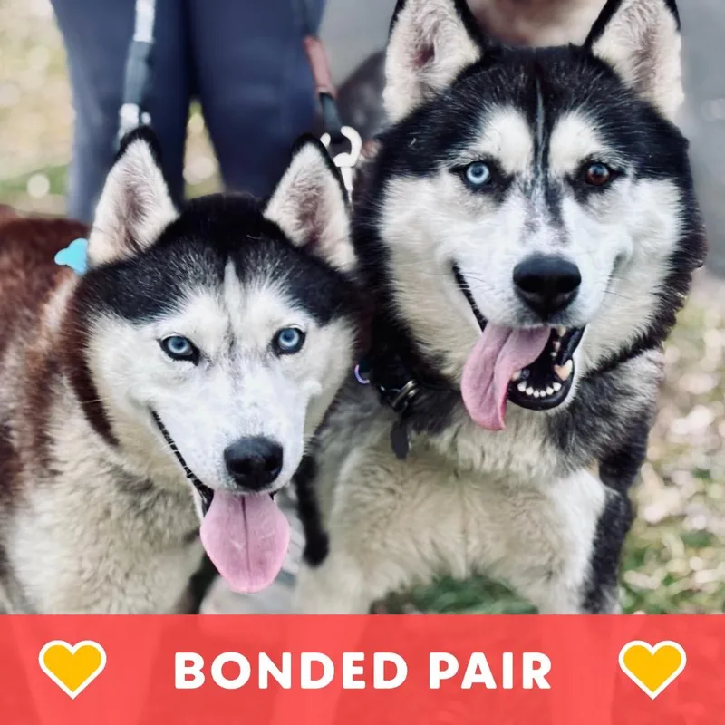 Lobo & Lyra thumbnail 5