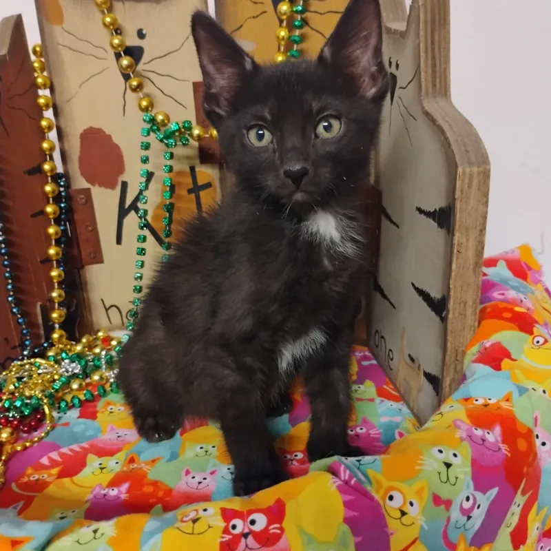 A baby medium-sized male Black Domestic Short Hair cat named Feeling Groovey Lb M for adoption in Phoenix, AZ