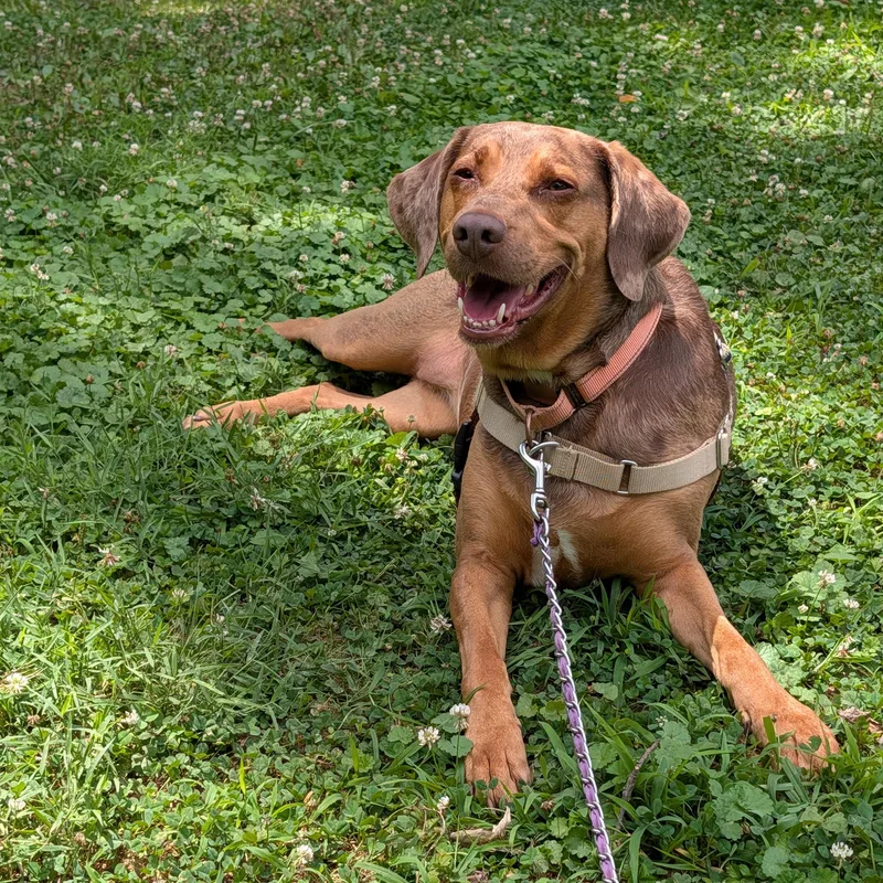 An adult medium-sized female Brown / Chocolate Australian Shepherd dog named Lilah for adoption in Reisterstown, MD